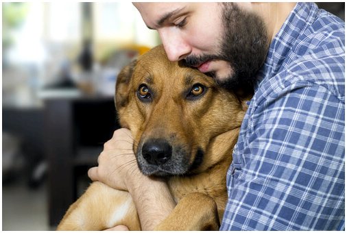 Как справиться с болью у собак, больных раком