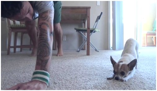 Упражнения йоги, которые можно делать с собакой