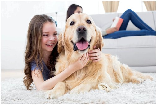 Что делать, если ваша собака не приспосабливается к дому?