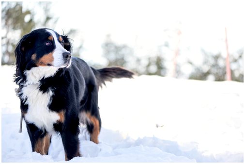 Наслаждайтесь снегом с собакой, приближается зима!