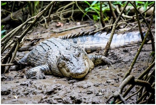Опасность вод с крокодилами