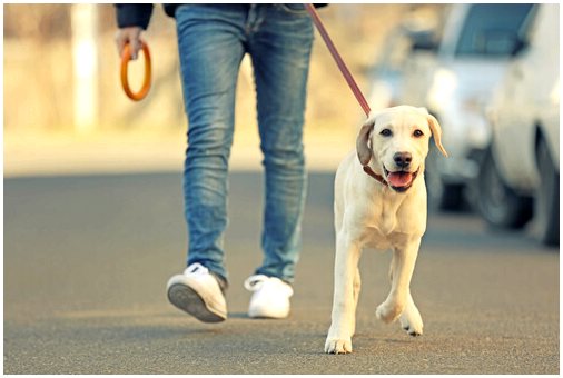 Советы по освоению прогулки с собакой