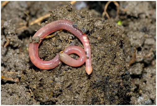 5 интересных фактов о червях, которых вы не знали