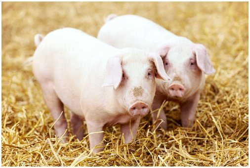 Стерилизовать свиней: когда это делать?