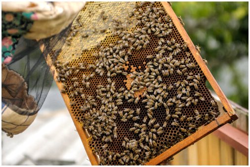 5 животных, которые едят мед