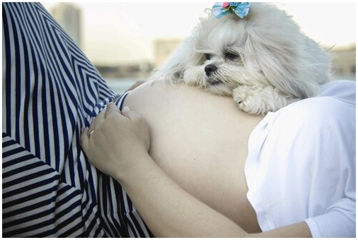 6 советов, как подготовить собаку к рождению малыша