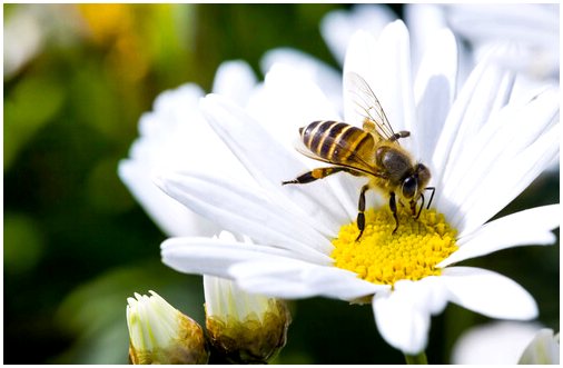 7 отличий пчел от ос