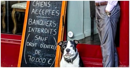 Barcelona Dog Friendly и Madrid Dog Friendly: два важных руководства