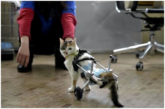 Бионические ноги имплантированы кошкам-инвалидам