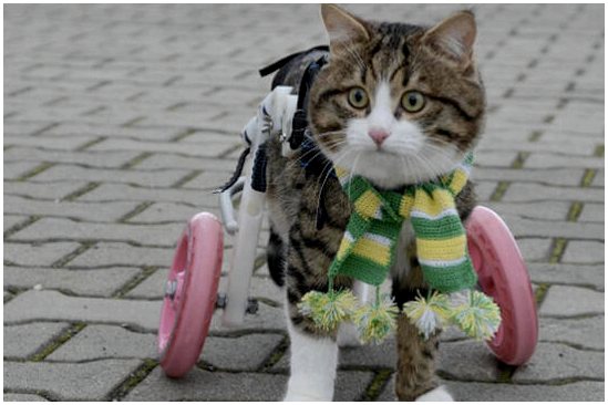 Бионические ноги имплантированы кошкам-инвалидам