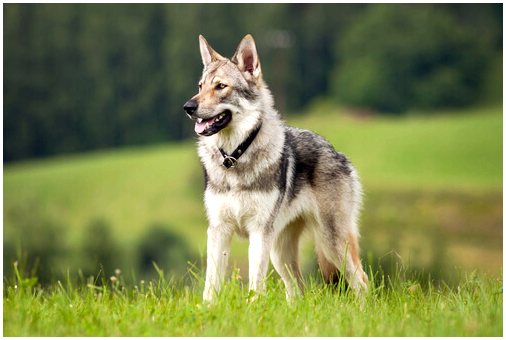 Чем волки отличаются от собак?