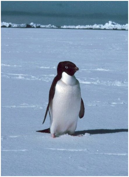 Кладбище пингвинов в Антарктиде