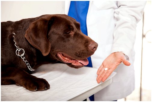 Токсичность ибупрофена у собак
