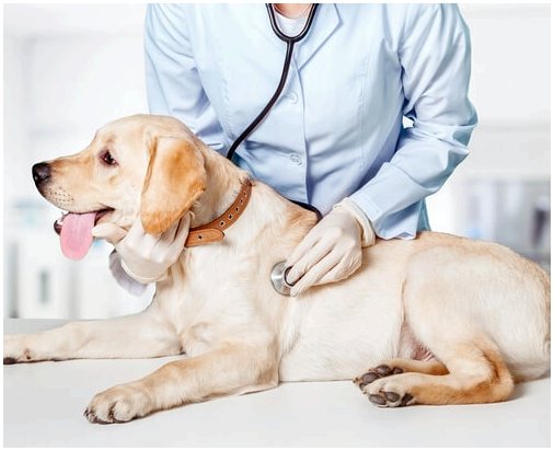 Лечение и профилактика заворота желудка у собак