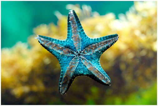 Любопытство о морских звездах