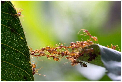 Общество и размножение муравьев