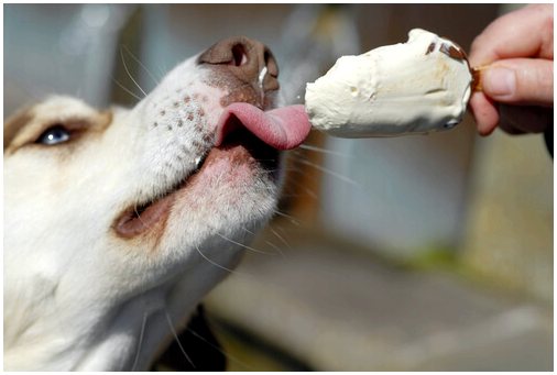 Вы знали, что есть мороженое для собак?