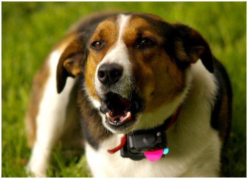 Узнайте, что говорит ваша собака, с помощью переводчика лая