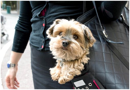 Это хорошая идея носить собаку в сумке?