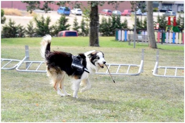 Этот щенок спасает жизни других собак, обнаруживая яды в парках.