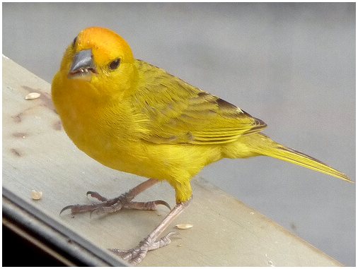 Как распознать птиц по пению?