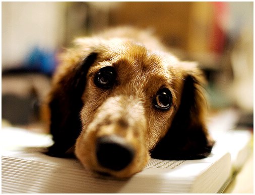Депрессия у собак: узнайте, почему это может случиться