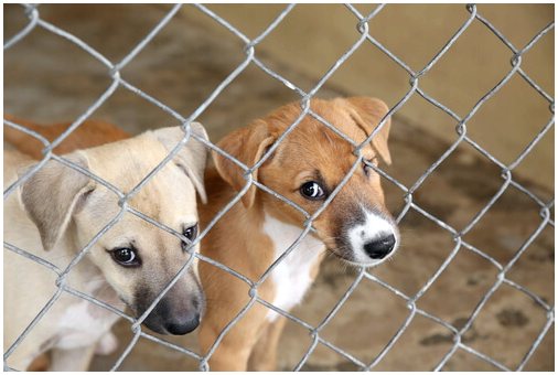 Более 100 собак спасены из нелегального питомника