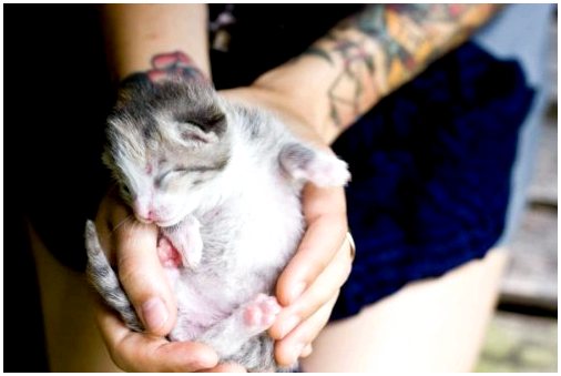 Kitten Lady: женщина, спасшая сотни котят