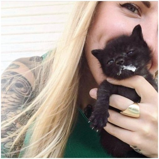 Kitten Lady: женщина, спасшая сотни котят