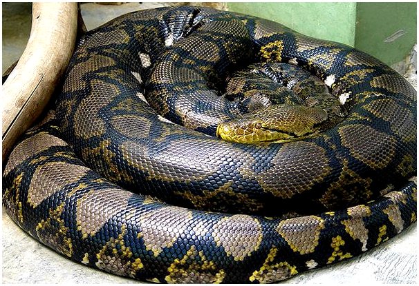 7 самых больших змей в мире