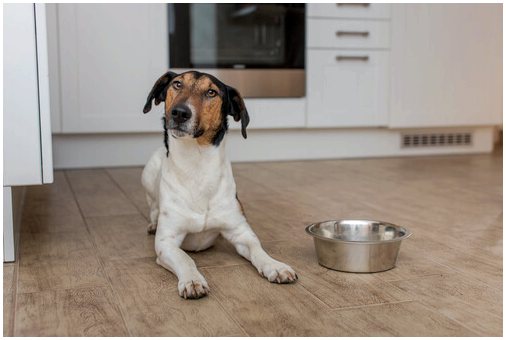 Что делать, если у вашей собаки нет аппетита?