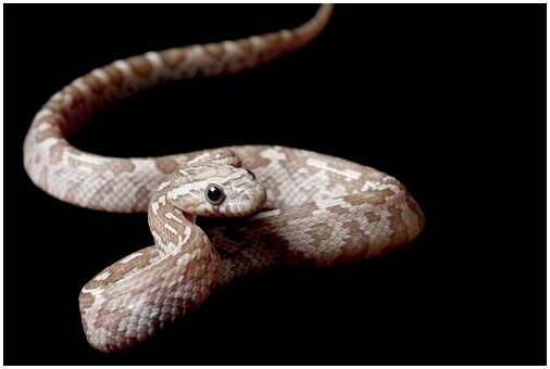 Кукурузная змея: характеристики, поведение и среда обитания