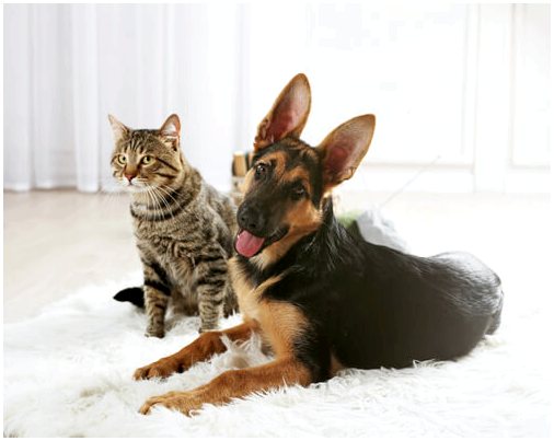 Лечение диареи у собак и кошек