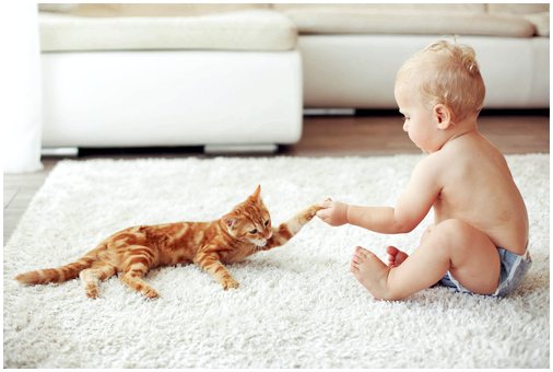 Могут ли кошки успокоить плачущего малыша?