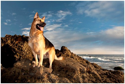 Атила, одна из лучших собак-спасателей Испании, умерла