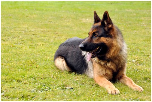 Дисплазия тазобедренного сустава у собак: что это и как лечить