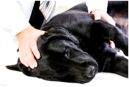 Остеоартроз собак: диагностика и лечение