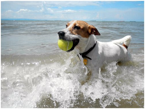 Полезна ли морская вода для вашей собаки?