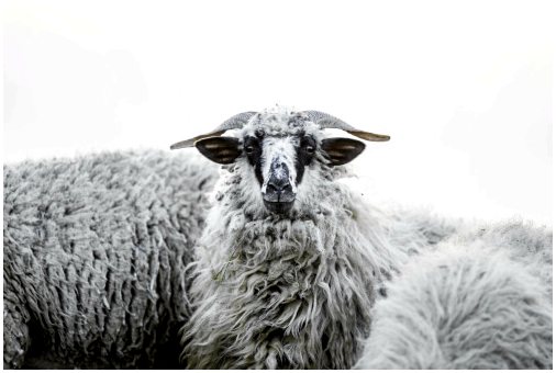 Приручение овец