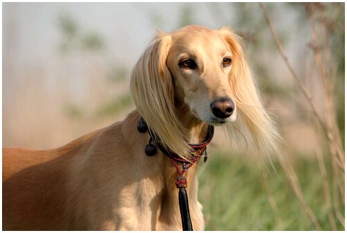 Салюки, королевская собака Египта