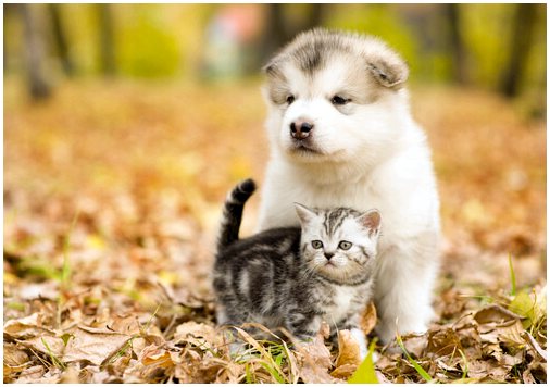 Собаки и кошки: лучшие образцы дружбы