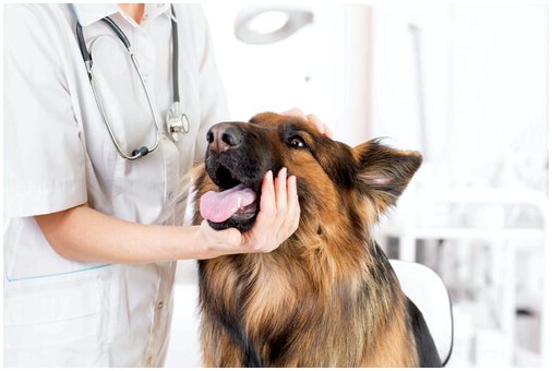 Поведенческая терапия для собак