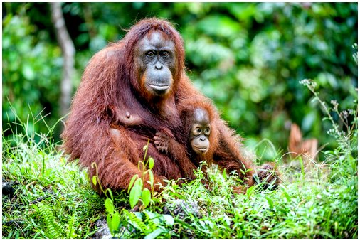 Орангутанг: характеристики, поведение и среда обитания