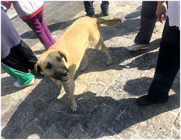 Сотни собак брошены прихожанами в базилике