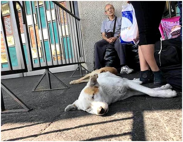 Сотни собак брошены прихожанами в базилике