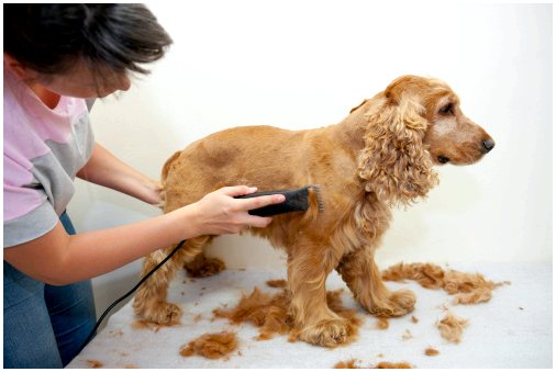 Как подстричь собачью шерсть