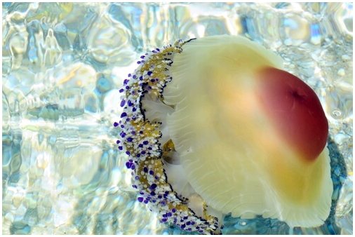 Виды медуз, обитающих в Средиземном море