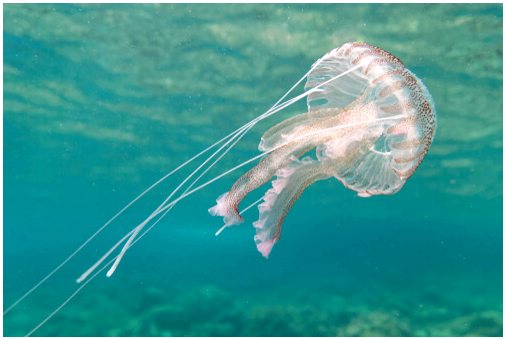 Виды медуз, обитающих в Средиземном море