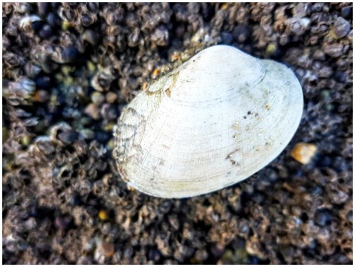 Виды моллюсков
