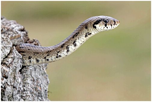 Виды змей в мире